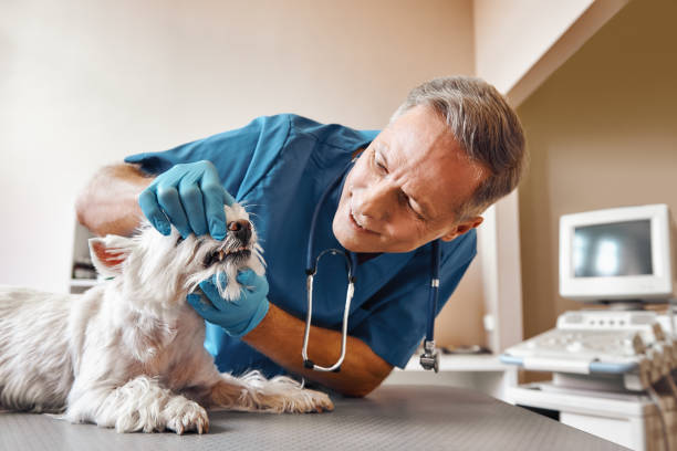 Best Cosmetic Emergency Dentistry in Lakewood Ranch, FL